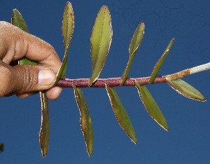  ( - BioBot10248)  @11 [ ] CreativeCommons - Attribution Non-Commercial Share-Alike (2011) Daniel H. Janzen Guanacaste Dry Forest Conservation Fund