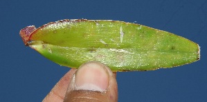  ( - BioBot10248)  @11 [ ] CreativeCommons - Attribution Non-Commercial Share-Alike (2011) Daniel H. Janzen Guanacaste Dry Forest Conservation Fund