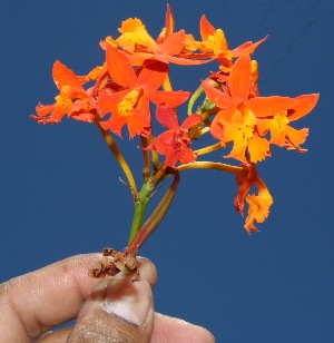  ( - BioBot10248)  @11 [ ] CreativeCommons - Attribution Non-Commercial Share-Alike (2011) Daniel H. Janzen Guanacaste Dry Forest Conservation Fund