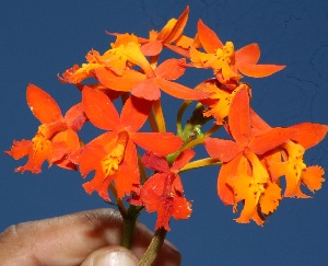 ( - BioBot10248)  @11 [ ] CreativeCommons - Attribution Non-Commercial Share-Alike (2011) Daniel H. Janzen Guanacaste Dry Forest Conservation Fund