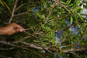  (Daphnopsis americana - BioBot10249)  @11 [ ] CreativeCommons - Attribution Non-Commercial Share-Alike (2011) Daniel H. Janzen Guanacaste Dry Forest Conservation Fund