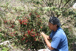  ( - BioBot10255)  @11 [ ] CreativeCommons - Attribution Non-Commercial Share-Alike (2011) Daniel H. Janzen Guanacaste Dry Forest Conservation Fund