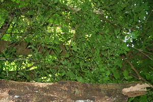  ( - BioBot10283)  @11 [ ] CreativeCommons - Attribution Non-Commercial Share-Alike (2011) Daniel H. Janzen Guanacaste Dry Forest Conservation Fund