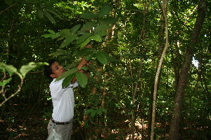  ( - BioBot10311)  @11 [ ] CreativeCommons - Attribution Non-Commercial Share-Alike (2011) Daniel H. Janzen Guanacaste Dry Forest Conservation Fund