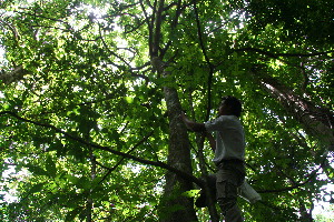  (Sapranthus viridiflorus - BioBot10329)  @11 [ ] CreativeCommons - Attribution Non-Commercial Share-Alike (2011) Daniel H. Janzen Guanacaste Dry Forest Conservation Fund