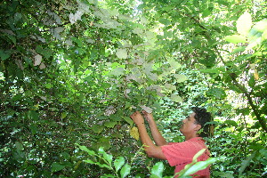  ( - BioBot10342)  @11 [ ] CreativeCommons - Attribution Non-Commercial Share-Alike (2011) Daniel H. Janzen Guanacaste Dry Forest Conservation Fund