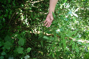  ( - BioBot10343)  @11 [ ] CreativeCommons - Attribution Non-Commercial Share-Alike (2011) Daniel H. Janzen Guanacaste Dry Forest Conservation Fund