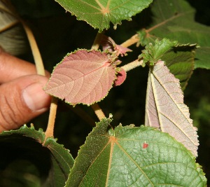  (Heliocarpus appendiculatus - BioBot10347)  @11 [ ] CreativeCommons - Attribution Non-Commercial Share-Alike (2011) Daniel H. Janzen Guanacaste Dry Forest Conservation Fund