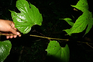  ( - BioBot10419)  @11 [ ] CreativeCommons - Attribution Non-Commercial Share-Alike (2011) Daniel H. Janzen Guanacaste Dry Forest Conservation Fund