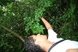  ( - BioBot10421)  @11 [ ] CreativeCommons - Attribution Non-Commercial Share-Alike (2011) Daniel H. Janzen Guanacaste Dry Forest Conservation Fund