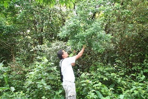  ( - BioBot10432)  @11 [ ] CreativeCommons - Attribution Non-Commercial Share-Alike (2011) Daniel H. Janzen Guanacaste Dry Forest Conservation Fund