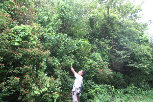  ( - BioBot10435)  @11 [ ] CreativeCommons - Attribution Non-Commercial Share-Alike (2011) Daniel H. Janzen Guanacaste Dry Forest Conservation Fund