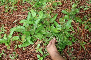  (Eryngium foetidum - BioBot10465)  @11 [ ] CreativeCommons - Attribution Non-Commercial Share-Alike (2011) Daniel H. Janzen Guanacaste Dry Forest Conservation Fund