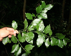 (Schaefferia frutescens - BioBot10483)  @11 [ ] CreativeCommons - Attribution Non-Commercial Share-Alike (2011) Daniel H. Janzen Guanacaste Dry Forest Conservation Fund