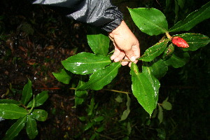  ( - BioBot10508)  @11 [ ] CreativeCommons - Attribution Non-Commercial Share-Alike (2011) Daniel H. Janzen Guanacaste Dry Forest Conservation Fund