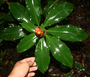  (Costus pulverulentus - BioBot10509)  @11 [ ] CreativeCommons - Attribution Non-Commercial Share-Alike (2011) Daniel H. Janzen Guanacaste Dry Forest Conservation Fund