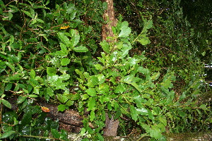  ( - BioBot10518)  @11 [ ] CreativeCommons - Attribution Non-Commercial Share-Alike (2011) Daniel H. Janzen Guanacaste Dry Forest Conservation Fund