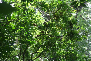  ( - BioBot10542)  @11 [ ] CreativeCommons - Attribution Non-Commercial Share-Alike (2011) Daniel H. Janzen Guanacaste Dry Forest Conservation Fund