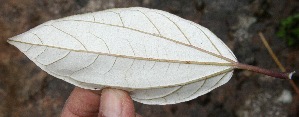  (Sinclairia polyantha - BioBot10551)  @11 [ ] CreativeCommons - Attribution Non-Commercial Share-Alike (2011) Daniel H. Janzen Guanacaste Dry Forest Conservation Fund