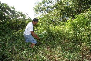  ( - BioBot10584)  @11 [ ] CreativeCommons - Attribution Non-Commercial Share-Alike (2011) Daniel H. Janzen Guanacaste Dry Forest Conservation Fund
