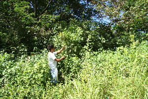  ( - BioBot10591)  @11 [ ] CreativeCommons - Attribution Non-Commercial Share-Alike (2011) Daniel H. Janzen Guanacaste Dry Forest Conservation Fund