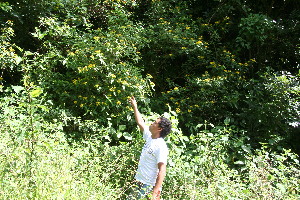  ( - BioBot10592)  @11 [ ] CreativeCommons - Attribution Non-Commercial Share-Alike (2011) Daniel H. Janzen Guanacaste Dry Forest Conservation Fund