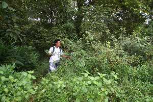 ( - BioBot10598)  @11 [ ] CreativeCommons - Attribution Non-Commercial Share-Alike (2011) Daniel H. Janzen Guanacaste Dry Forest Conservation Fund