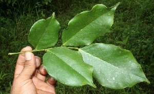 ( - BioBot10644)  @11 [ ] CreativeCommons - Attribution Non-Commercial Share-Alike (2010) Daniel H. Janzen Guanacaste Dry Forest Conservation Fund