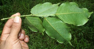  ( - BioBot10644)  @11 [ ] CreativeCommons - Attribution Non-Commercial Share-Alike (2010) Daniel H. Janzen Guanacaste Dry Forest Conservation Fund