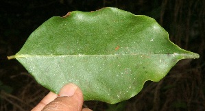  ( - BioBot10644)  @11 [ ] CreativeCommons - Attribution Non-Commercial Share-Alike (2010) Daniel H. Janzen Guanacaste Dry Forest Conservation Fund