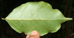  ( - BioBot10644)  @11 [ ] CreativeCommons - Attribution Non-Commercial Share-Alike (2010) Daniel H. Janzen Guanacaste Dry Forest Conservation Fund