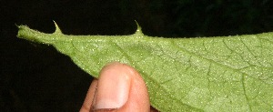  (Solanum jamaicense - BioBot10649)  @11 [ ] CreativeCommons - Attribution Non-Commercial Share-Alike (2010) Daniel H. Janzen Guanacaste Dry Forest Conservation Fund