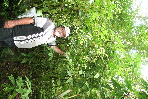  (Bertiera bracteosa - BioBot10654)  @11 [ ] CreativeCommons - Attribution Non-Commercial Share-Alike (2010) Daniel H. Janzen Guanacaste Dry Forest Conservation Fund