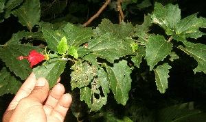  ( - BioBot10658)  @11 [ ] CreativeCommons - Attribution Non-Commercial Share-Alike (2010) Daniel H. Janzen Guanacaste Dry Forest Conservation Fund