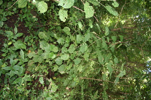  ( - BioBot10668)  @11 [ ] CreativeCommons - Attribution Non-Commercial Share-Alike (2010) Daniel H. Janzen Guanacaste Dry Forest Conservation Fund