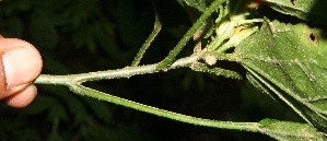  ( - BioBot10685)  @11 [ ] CreativeCommons - Attribution Non-Commercial Share-Alike (2010) Daniel H. Janzen Guanacaste Dry Forest Conservation Fund