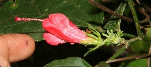  ( - BioBot10685)  @11 [ ] CreativeCommons - Attribution Non-Commercial Share-Alike (2010) Daniel H. Janzen Guanacaste Dry Forest Conservation Fund