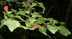  ( - BioBot10686)  @11 [ ] CreativeCommons - Attribution Non-Commercial Share-Alike (2010) Daniel H. Janzen Guanacaste Dry Forest Conservation Fund