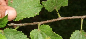  ( - BioBot10686)  @11 [ ] CreativeCommons - Attribution Non-Commercial Share-Alike (2010) Daniel H. Janzen Guanacaste Dry Forest Conservation Fund