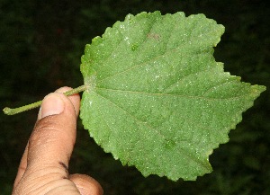  ( - BioBot10686)  @11 [ ] CreativeCommons - Attribution Non-Commercial Share-Alike (2010) Daniel H. Janzen Guanacaste Dry Forest Conservation Fund