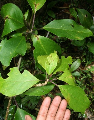  (Solandra grandiflora - BioBot10710)  @11 [ ] CreativeCommons - Attribution Non-Commercial Share-Alike (2010) Daniel H. Janzen Guanacaste Dry Forest Conservation Fund