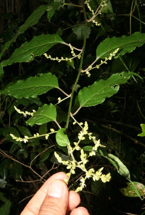  (Chamissoa altissima - BioBot10730)  @11 [ ] CreativeCommons - Attribution Non-Commercial Share-Alike (2010) Daniel H. Janzen Guanacaste Dry Forest Conservation Fund