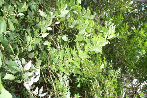 (Varronia guanacastensis - BioBot10750)  @11 [ ] CreativeCommons - Attribution Non-Commercial Share-Alike (2010) Daniel H. Janzen Guanacaste Dry Forest Conservation Fund