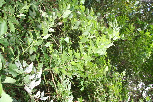  ( - BioBot10750)  @11 [ ] CreativeCommons - Attribution Non-Commercial Share-Alike (2010) Daniel H. Janzen Guanacaste Dry Forest Conservation Fund