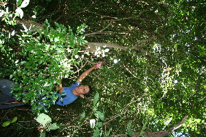  ( - BioBot10770)  @11 [ ] CreativeCommons - Attribution Non-Commercial Share-Alike (2010) Daniel H. Janzen Guanacaste Dry Forest Conservation Fund