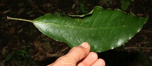  (Capparidastrum frondosum - BioBot10793)  @11 [ ] CreativeCommons - Attribution Non-Commercial Share-Alike (2010) Daniel H. Janzen Guanacaste Dry Forest Conservation Fund