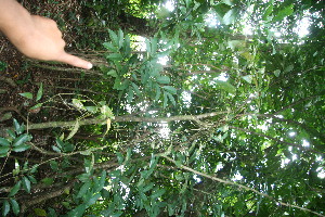  ( - BioBot10827)  @11 [ ] CreativeCommons - Attribution Non-Commercial Share-Alike (2010) Daniel H. Janzen Guanacaste Dry Forest Conservation Fund