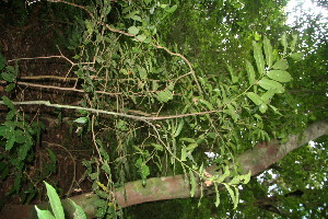  ( - BioBot10835)  @11 [ ] CreativeCommons - Attribution Non-Commercial Share-Alike (2010) Daniel H. Janzen Guanacaste Dry Forest Conservation Fund