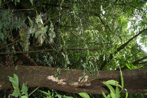  ( - BioBot10836)  @11 [ ] CreativeCommons - Attribution Non-Commercial Share-Alike (2010) Daniel H. Janzen Guanacaste Dry Forest Conservation Fund