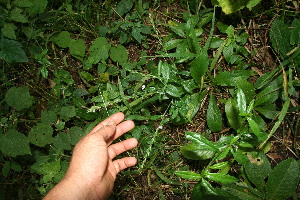  ( - BioBot10845)  @11 [ ] CreativeCommons - Attribution Non-Commercial Share-Alike (2010) Daniel H. Janzen Guanacaste Dry Forest Conservation Fund